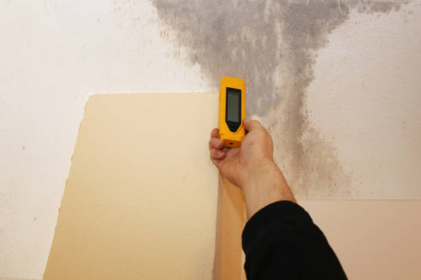 Best Airborne Mold Testing  in Chesaning, MI