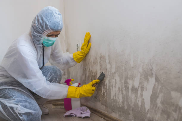 Best Mold Remediation for Healthcare Facilities  in Chesaning, MI