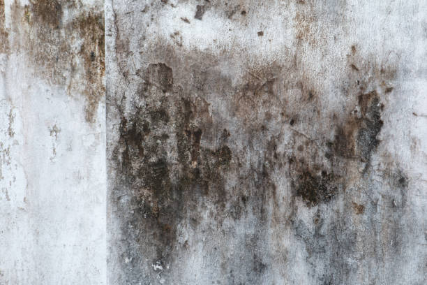 Best Crawl Space Mold Remediation  in Chesaning, MI