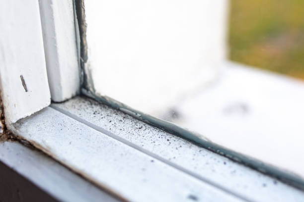 Reliable Chesaning, MI Mold Removal Solutions