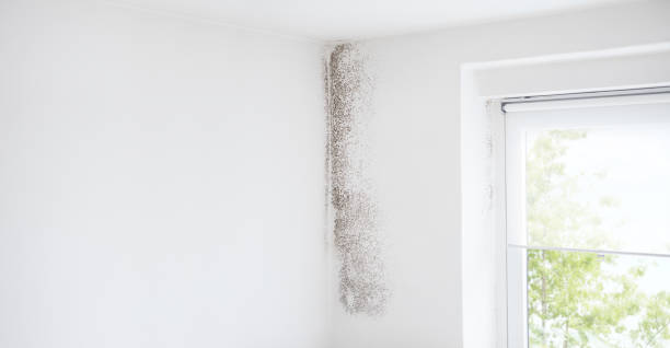 Best HVAC Mold Inspection and Cleaning  in Chesaning, MI