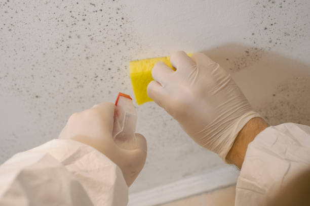 Best Mold Prevention Services  in Chesaning, MI