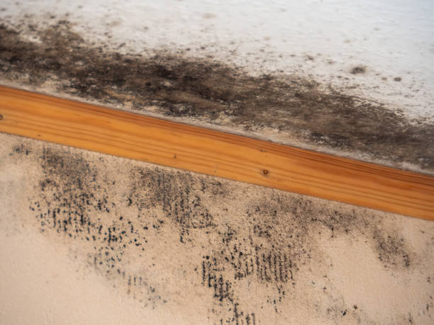 Best Air Quality Testing for Mold Spores  in Chesaning, MI