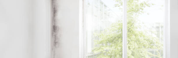 Best Asbestos and Lead Testing During Mold Inspection  in Chesaning, MI