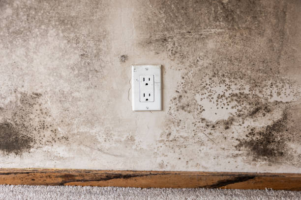 Best Post-Construction Mold Inspection  in Chesaning, MI