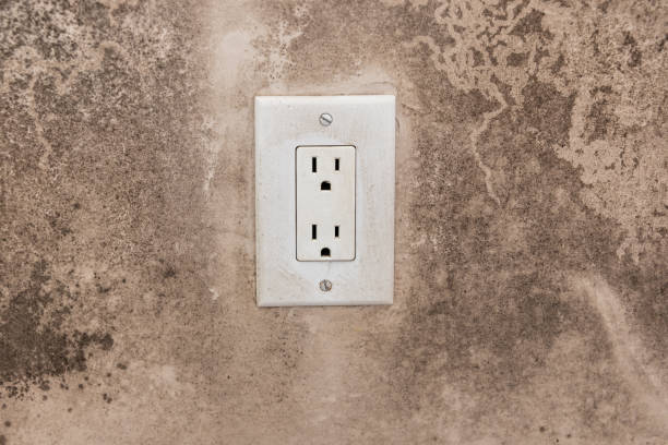 Best Emergency Mold Remediation  in Chesaning, MI