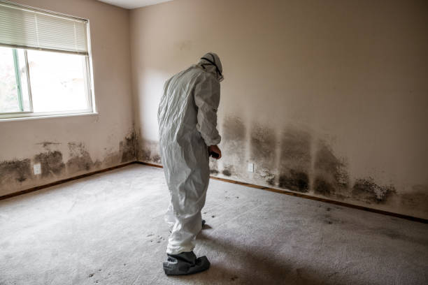 Biohazard Mold Removal in Chesaning, MI