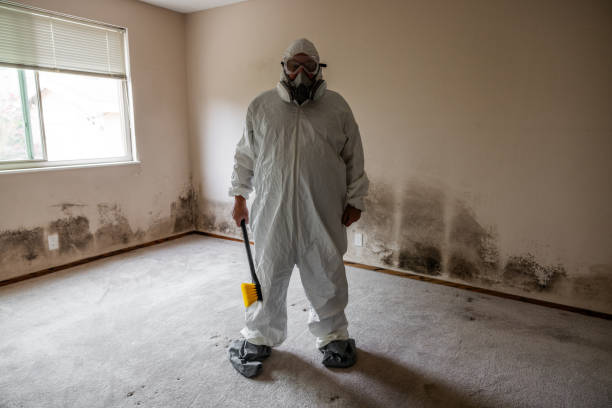 Mold Documentation for Insurance Claims in Chesaning, MI